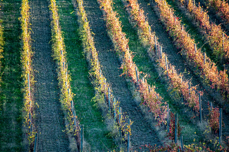 Filari di vigna colpiti dalla luce radente