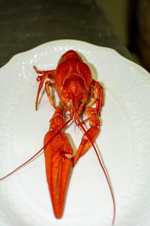 Gambero rosso su piatto bianco