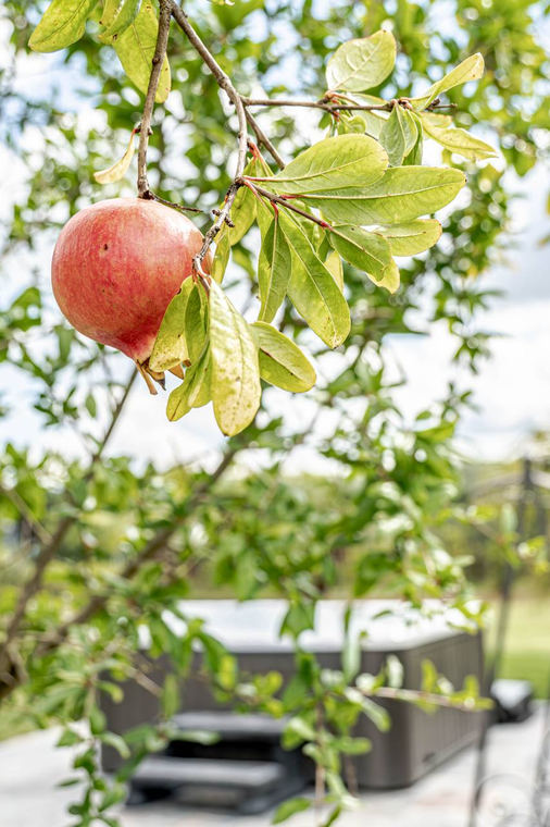 Agriturismo Il Sogno, foto 6
