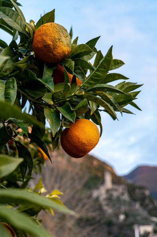Arance sull'albero contro il cielo