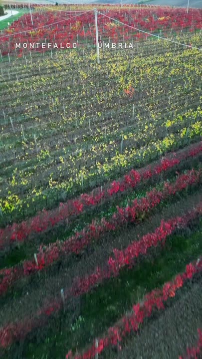 Vigneti di Montefalco